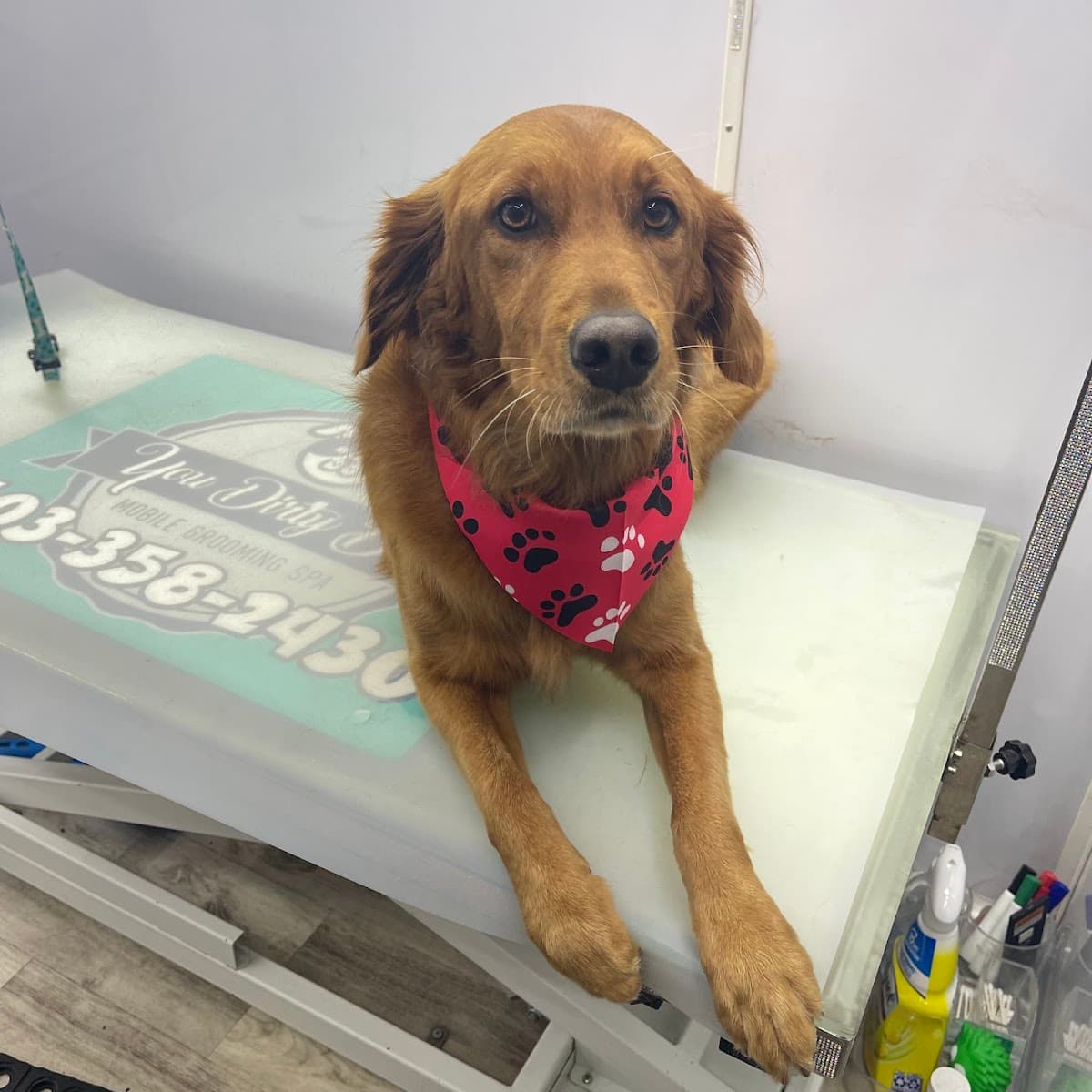 You Dirty Dog Mobile Grooming Spa LLC - Mobile dog grooming in West Linn, OR