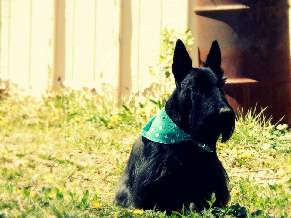 Zoom N Groom Pet Salon (Not Mobile) - Mobile dog grooming in Strasburg, CO