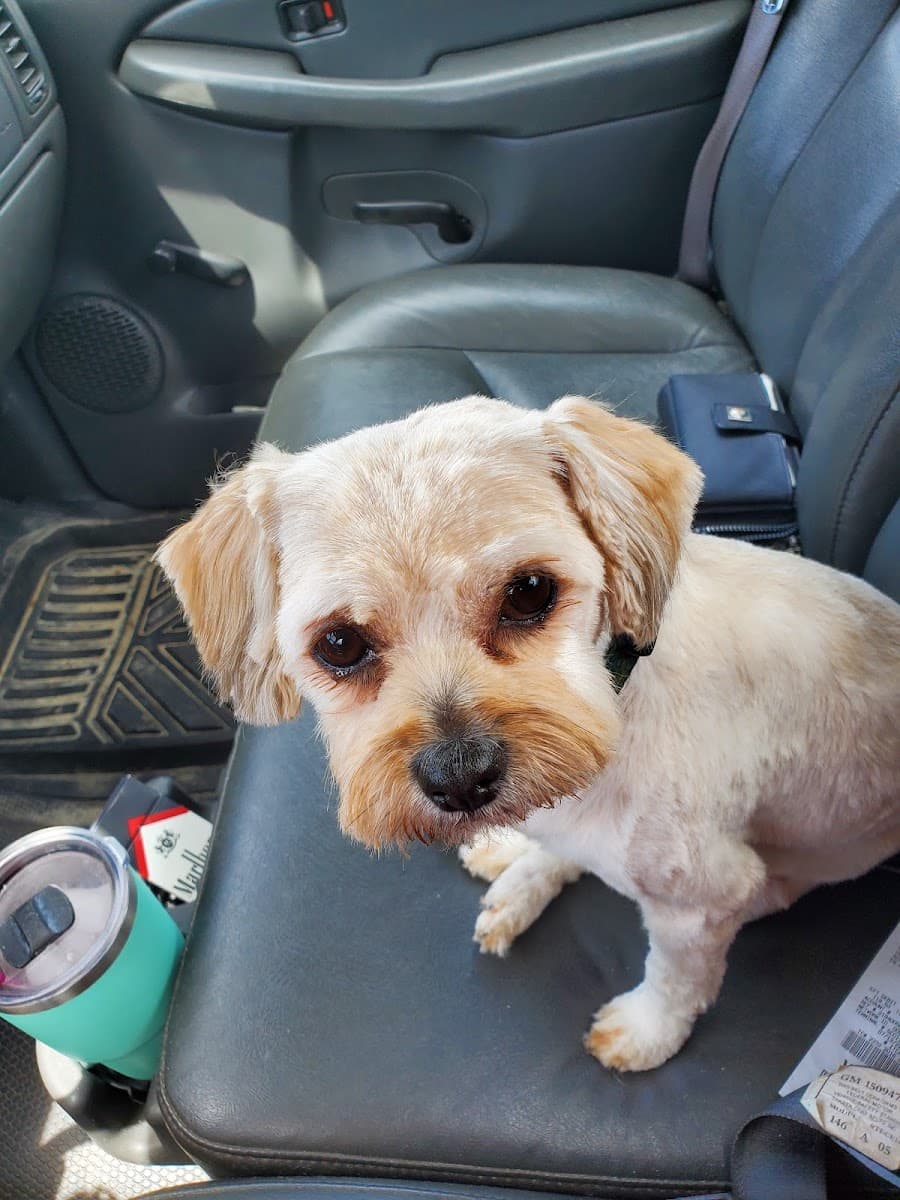 Mobile Dog Groomers in Pooler, GEORGIA | Find Groomers Near Me | Groom ...